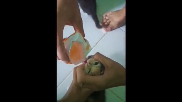 Viral Aksi 2 Pemuda Cekoki Anak Kucing Pakai Miras, Minta Maaf usai Dipanggil Polisi