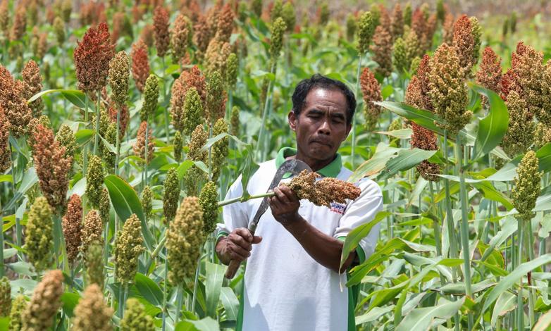 Pemprov Jateng Kembangkan Budi Daya Sorgum Puluhan Hektare di Wonogiri