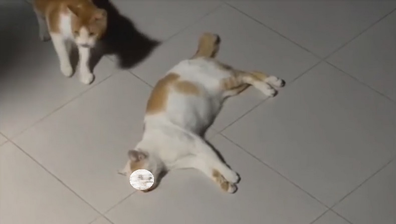 Viral Banyak Kucing Mati Diduga Diracun di Perumahan Patraland Place Malang, Ini Klarifikasi Pengurus RT