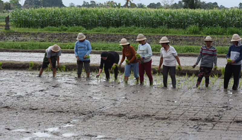Potret Puan Maharani Tangan Penuh Lumpur usai Masuk Sawah Bareng Petani - Bagian 1
