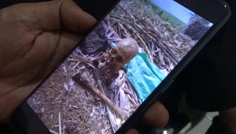 Tengkorak Manusia di Kebun Tebu Gegerkan Warga Jember