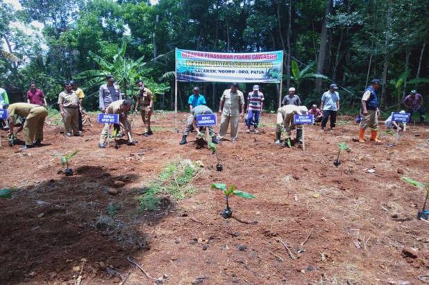  Asyik, Petani di Ngoro-oro Patuk Terima 10.000 Bibit Pisang Cavendish
