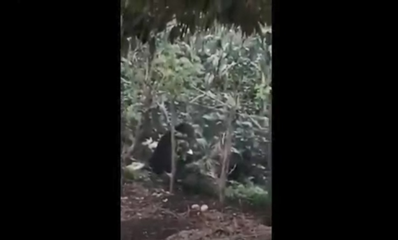 Kemunculan Beruang Madu Resahkan Warga dan Petani di Pagaralam
