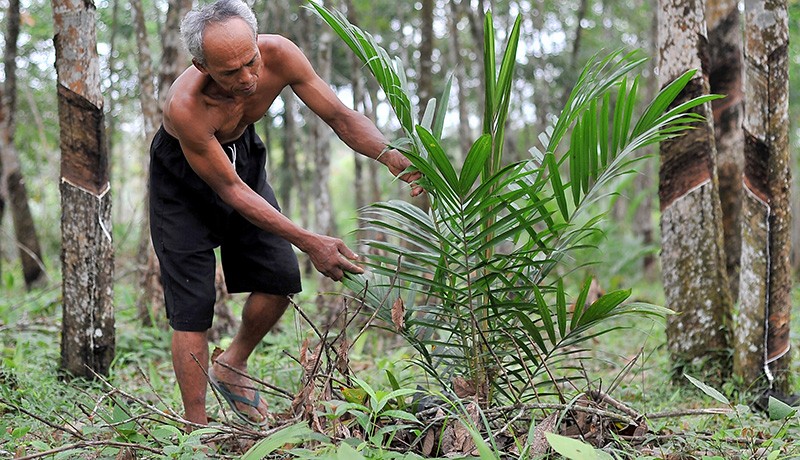 2.000 Hektare Kebun Karet Berubah jadi Kelapa Sawit di Jambi - Bagian 1