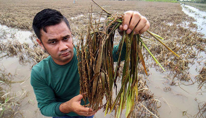 Nasib Petani Aceh Utara, Ratusan Hektare Padi Gagal Panen Imbas Banjir - Bagian 1