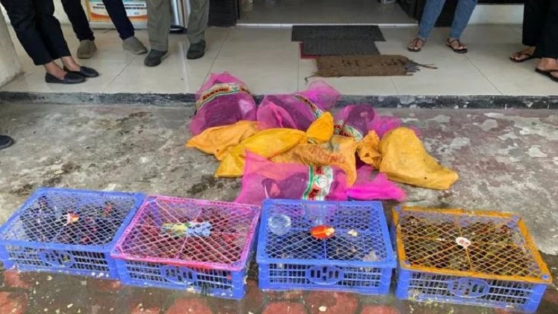 Operasi di Pelabuhan Ambon, BKSDA Maluku Amankan 41 Satwa Dilindungi dalam Kapal