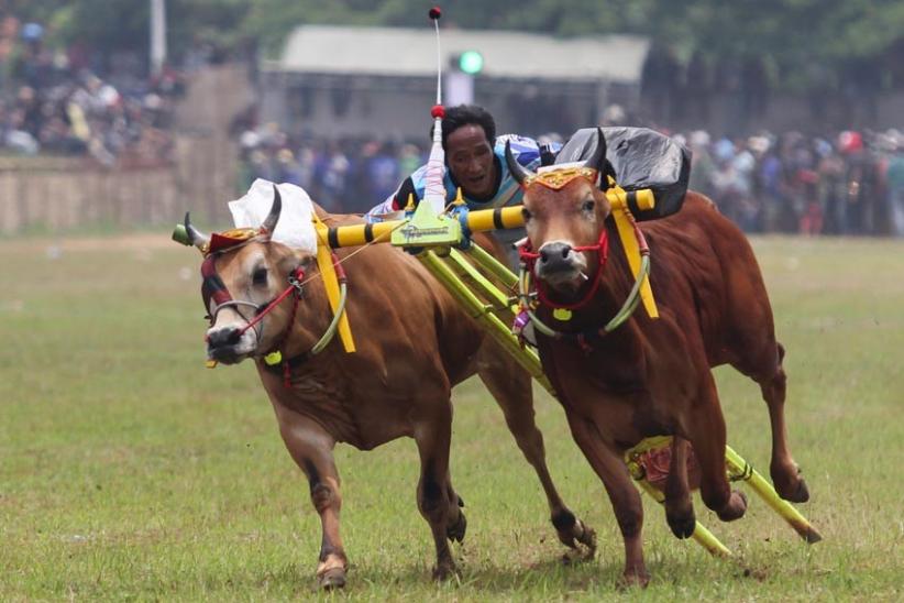 Potret Keseruan Lomba Karapan Sapi Piala Presiden di Bangkalan  - Bagian 3