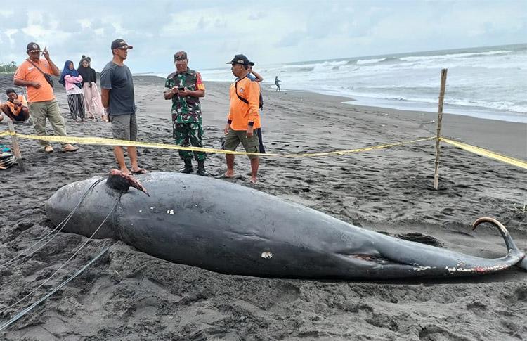 Paus Pilot Sirip Pendek Ditemukan Mati Terdampar di Pantai Glagah