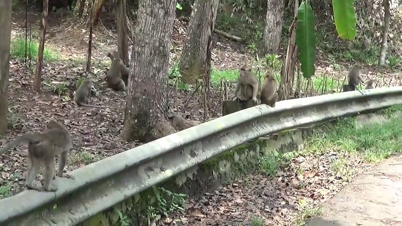 Gerombolan Monyet Turun ke Perkampungan, Warga Haurwangi Cianjur Resah