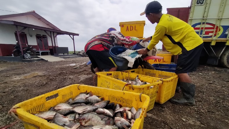 Intip Kiat Sukses Budidaya Ikan Nila di Indramayu, 3 Bulan Langsung Panen