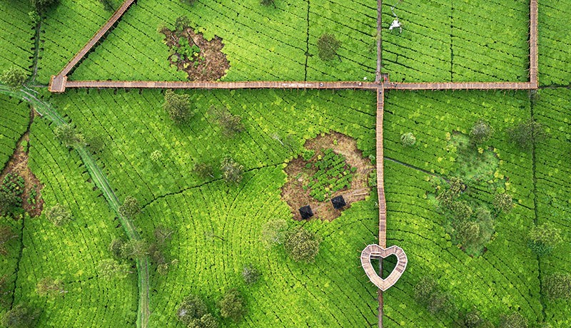 Indahnya Pemandangan Alam Kebun Teh di Lereng Gunung Sindoro - Bagian 2
