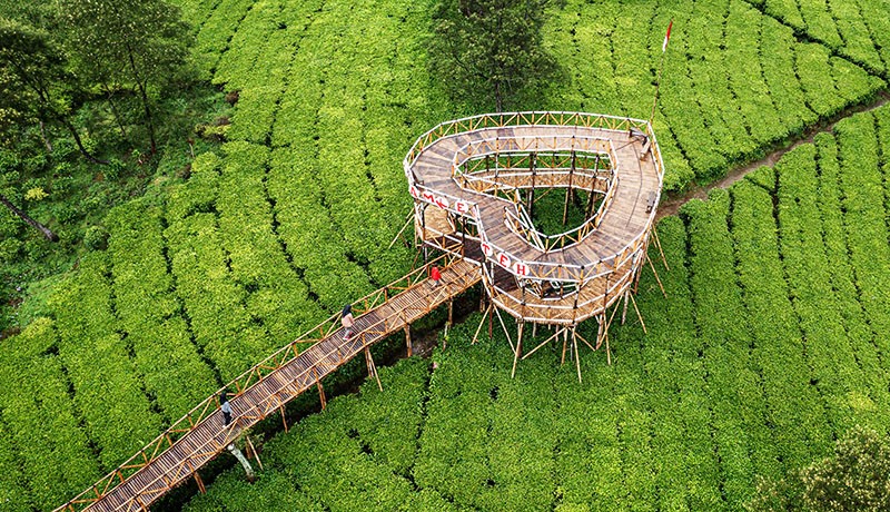 Indahnya Pemandangan Alam Kebun Teh di Lereng Gunung Sindoro - Bagian 1