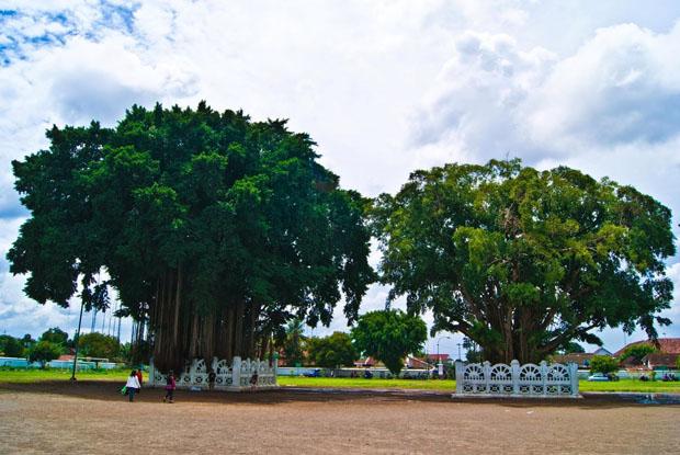  7 Jenis Tanaman Khas dan Langka di Yogyakarta, Nomor 6 Miliki Filosofi Tinggi