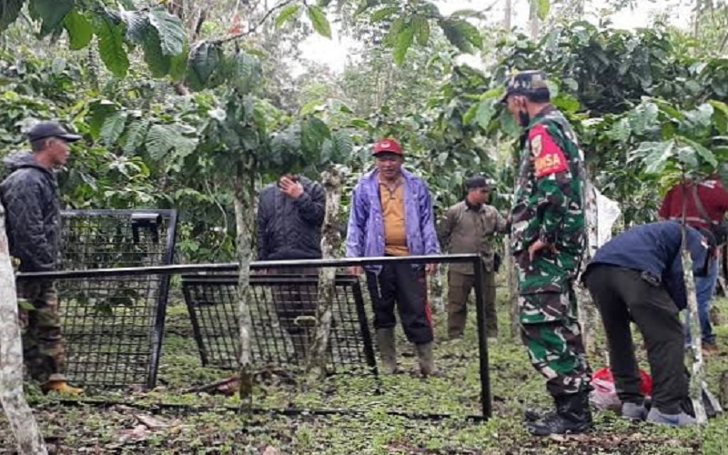 Beruang Madu Rusak Rumah dan Kebun Warga di Pagaralam