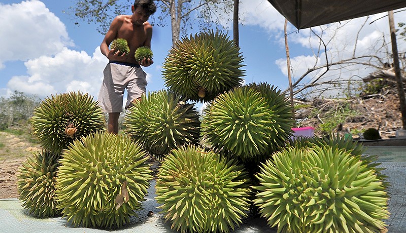 Panen Durian Jambi, Harga Rp10.000-Rp50.000 per Buah - Bagian 1