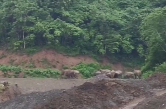 Kawanan Gajah Liar Berkeliaran di Pidie, Aktivitas Petani Terganggu