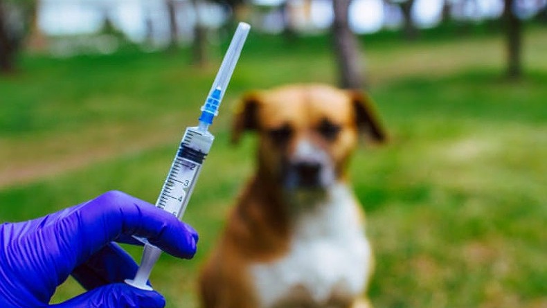 Antisipasi Rabies, Vaksinasi Anjing Liar di Babel Digencarkan