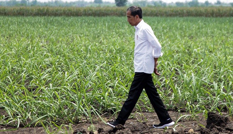 Presiden Jokowi Tinjau Penanaman Tebu Varietas Unggul  - Bagian 1