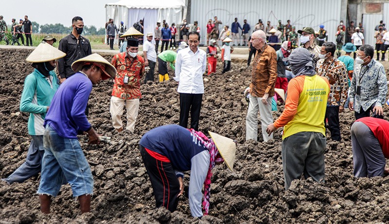 Presiden Jokowi Tinjau Penanaman Tebu Varietas Unggul  - Bagian 3