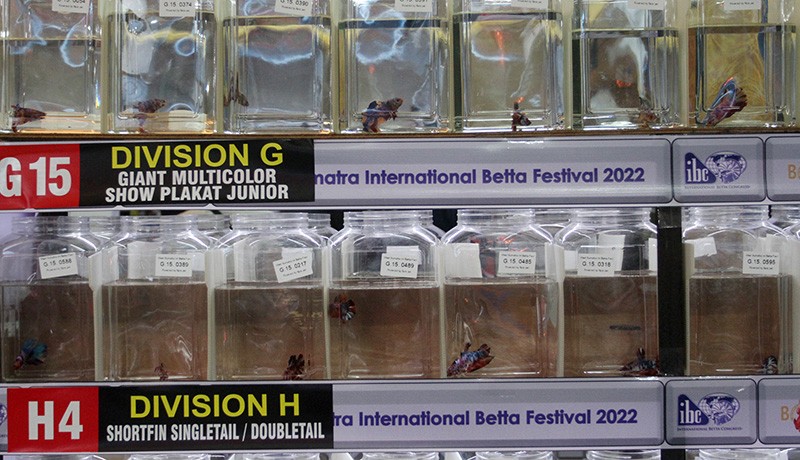 Kontes Ikan Cupang Internasional Diikuti Peserta dari Negara-Negara Asia - Bagian 2