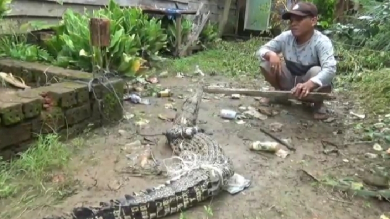 Buaya 1,5 Meter Berkeliaran di Permukiman Bikin Geger Warga Muarojambi