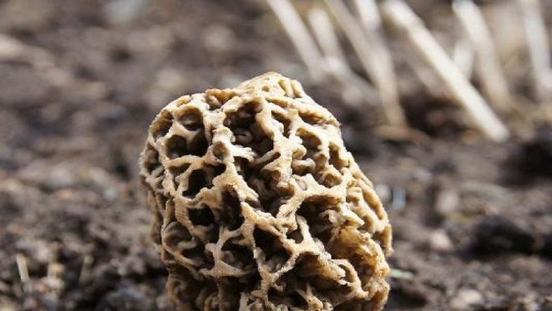 Morel, Jenis Jamur Termahal Kedua Dunia Tumbuh di Gunung Rinjani Lombok