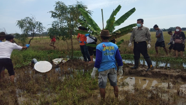 Warga Juntinyuat Indramayu Geger Temukan Mayat Pria Membusuk di Sawah