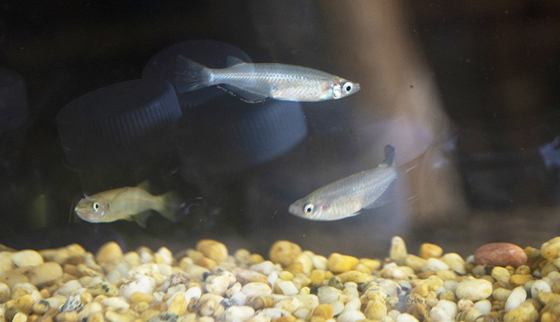 Mengenal Ikan Bungo Endemik Danau Poso yang Hampir Punah - Bagian 1
