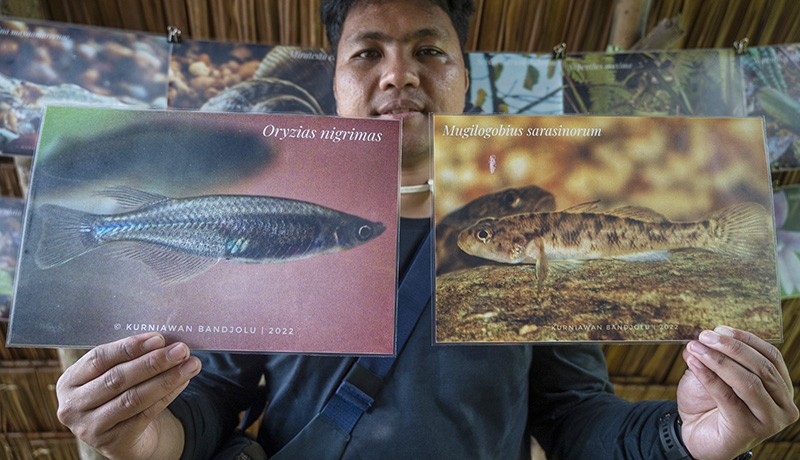 Mengenal Ikan Bungo Endemik Danau Poso yang Hampir Punah - Bagian 2