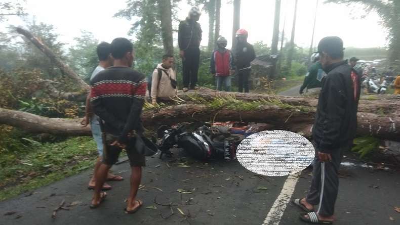 Pengendara Motor Tewas Tertimpa Pohon Tumbang di Cikidang Sukabumi
