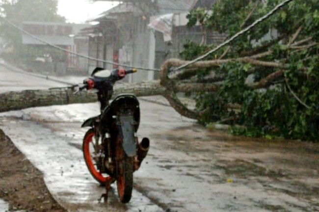 Angin Kencang Terjang Sampit, 4 Pohon Besar Tumbang