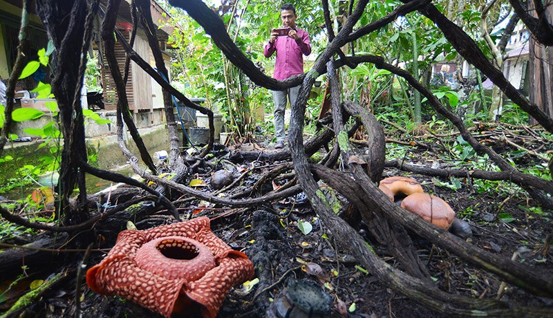 Bunga Rafflesia Arnoldii Mekar di Rumah Warga Agam, Wisatawan Asing Berdatangan - Bagian 2