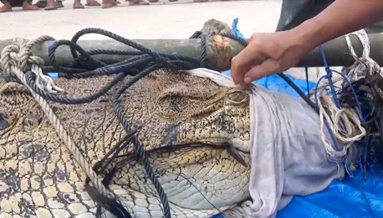 Penampakan Buaya 3,8 Meter Diduga Terkam Warga hingga Tewas di Bekas Kolong Tambang