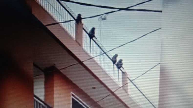 Viral Segerombolan Monyet Liar Tiba-tiba Berdatangan ke Kota Bandung, Warga Heboh