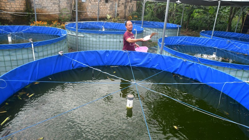 Raup Untung dari Budi Daya Ikan Lele Sistem Bioflok - Bagian 1