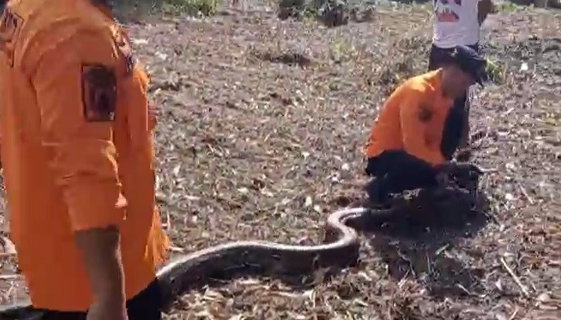 Penampakan Ular Sanca 5 Meter di Belitung Timur, Sembunyi dalam Rongga Pohon