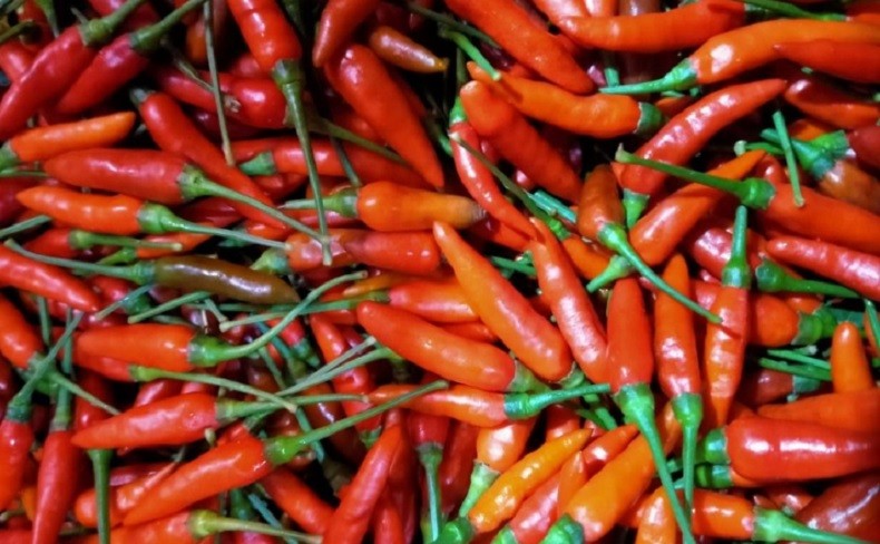 Makin Pedas, Harga Cabai di Jatim Naik Jadi Rp75.000 Per Kilogram 