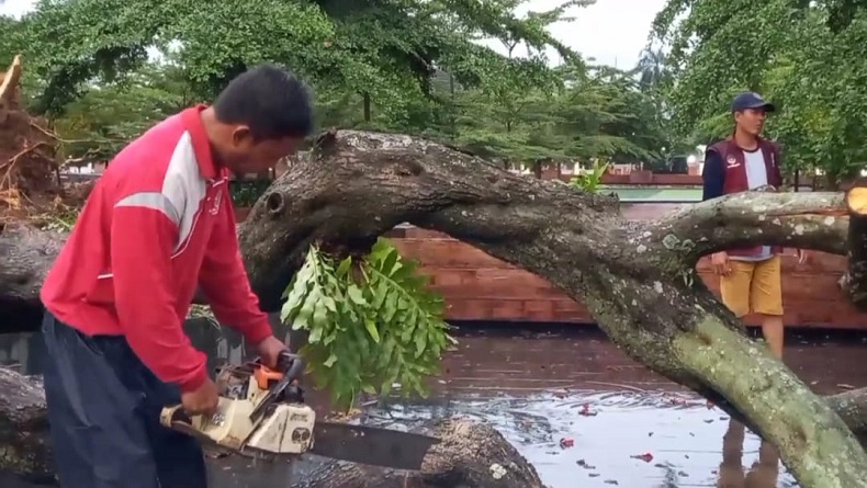 Puting Beliung Terjang 2 Kecamatan di Majalengka, Sejumlah Pohon Tumbang