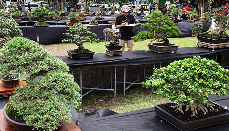 Festival Bonsai Bangkitkan Ekonomi Kreatif Kota Solo - Bagian 1