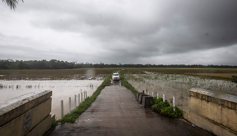 400 Hektare Sawah Gagal Panen akibat Terendam Banjir di Pandeglang - Bagian 2