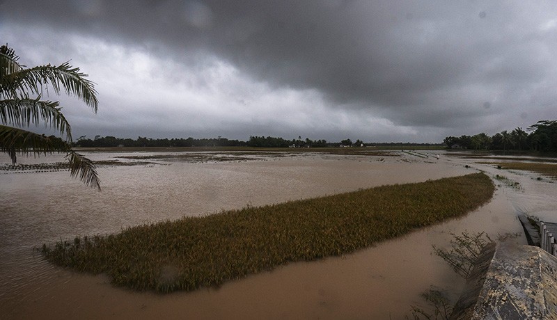 400 Hektare Sawah Gagal Panen akibat Terendam Banjir di Pandeglang - Bagian 1