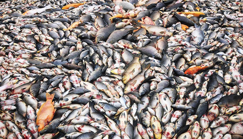 Penampakan Ribuan Ikan Mati Massal di Waduk Kedung Ombo Boyolali - Bagian 3