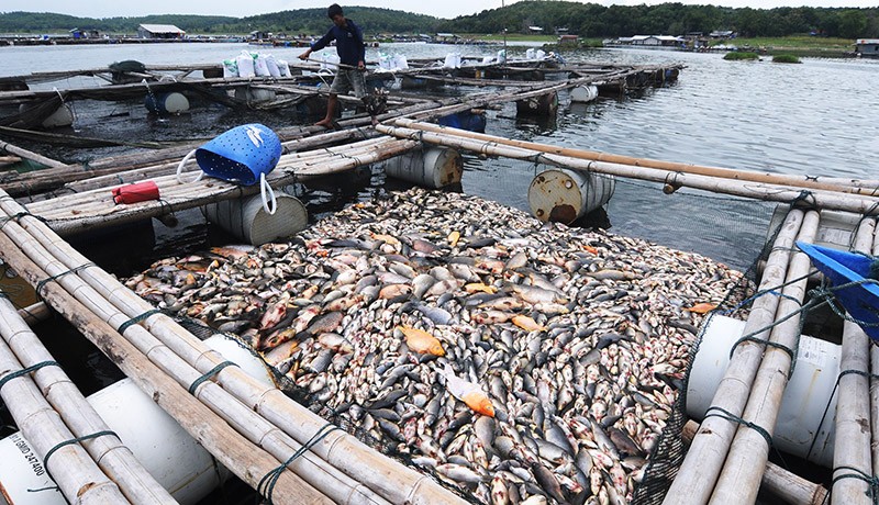 Penampakan Ribuan Ikan Mati Massal di Waduk Kedung Ombo Boyolali - Bagian 2