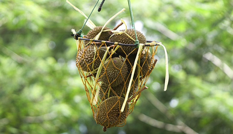 Panen Durian Cikakak Khas Sukabumi - Bagian 2