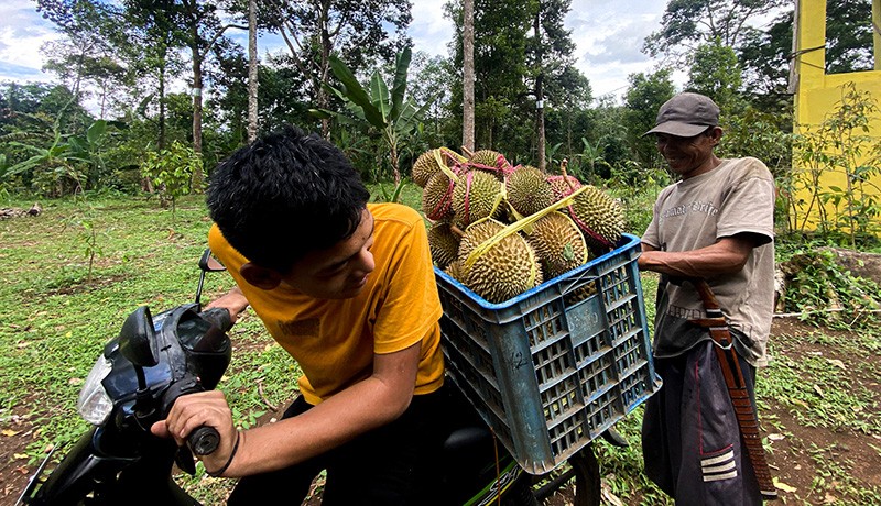 Panen Durian Cikakak Khas Sukabumi - Bagian 4