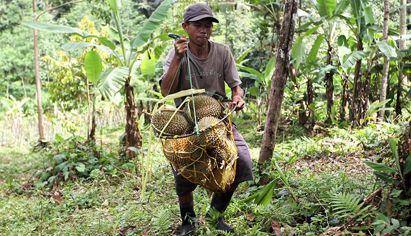 Panen Durian Cikakak Khas Sukabumi - Bagian 3