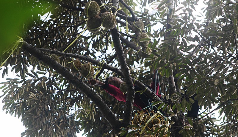 Panen Durian Cikakak Khas Sukabumi - Bagian 5