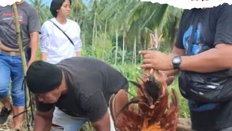Polresta Manado Gerebek Judi Sabung Ayam di Koka Mapanget