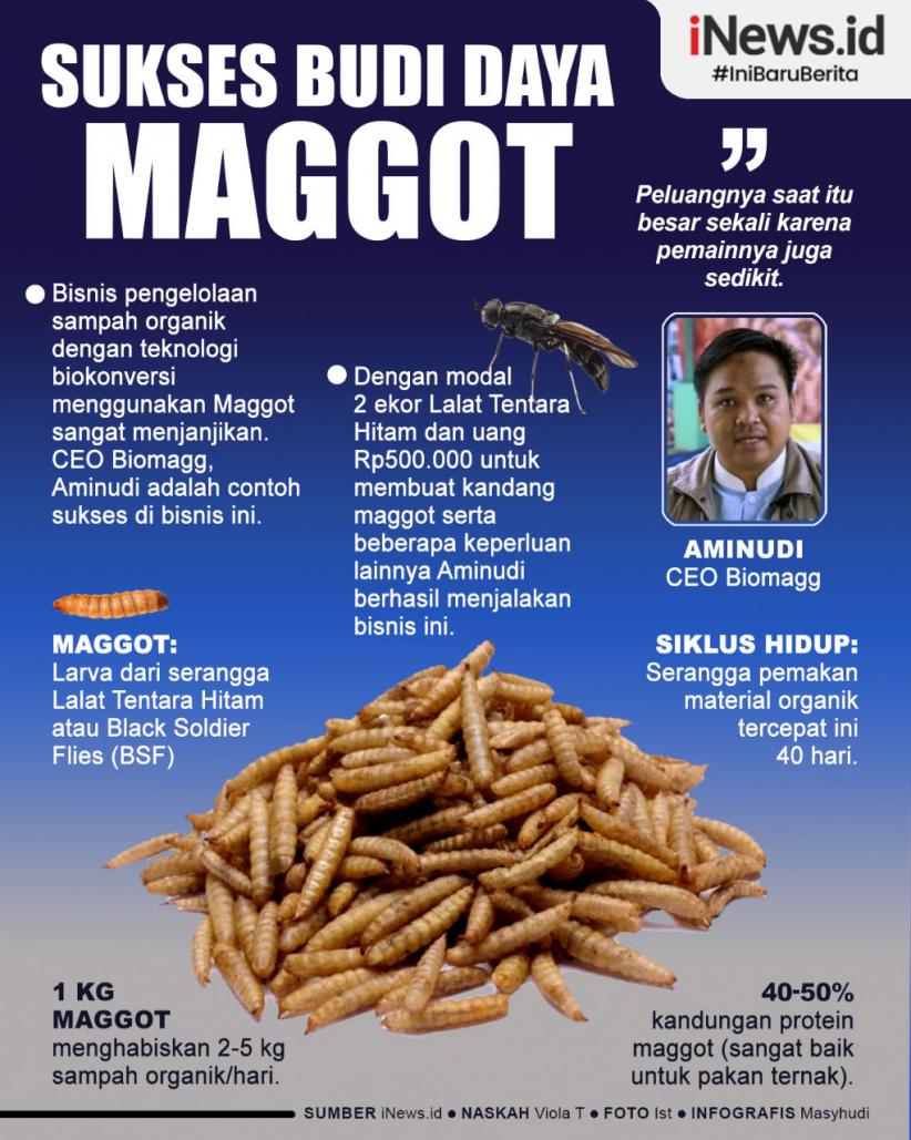 Infografis Sukses Budi Daya Maggot