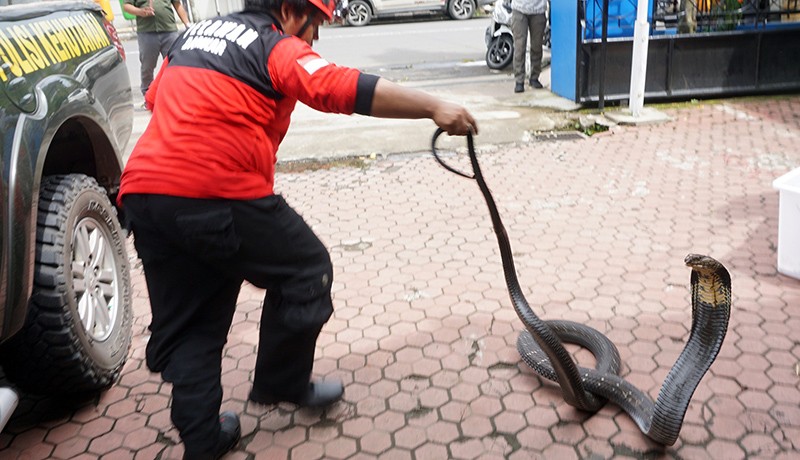 Detik-Detik Damkar Tangkap Ular King Cobra Sepanjang 3 Meter - Bagian 1